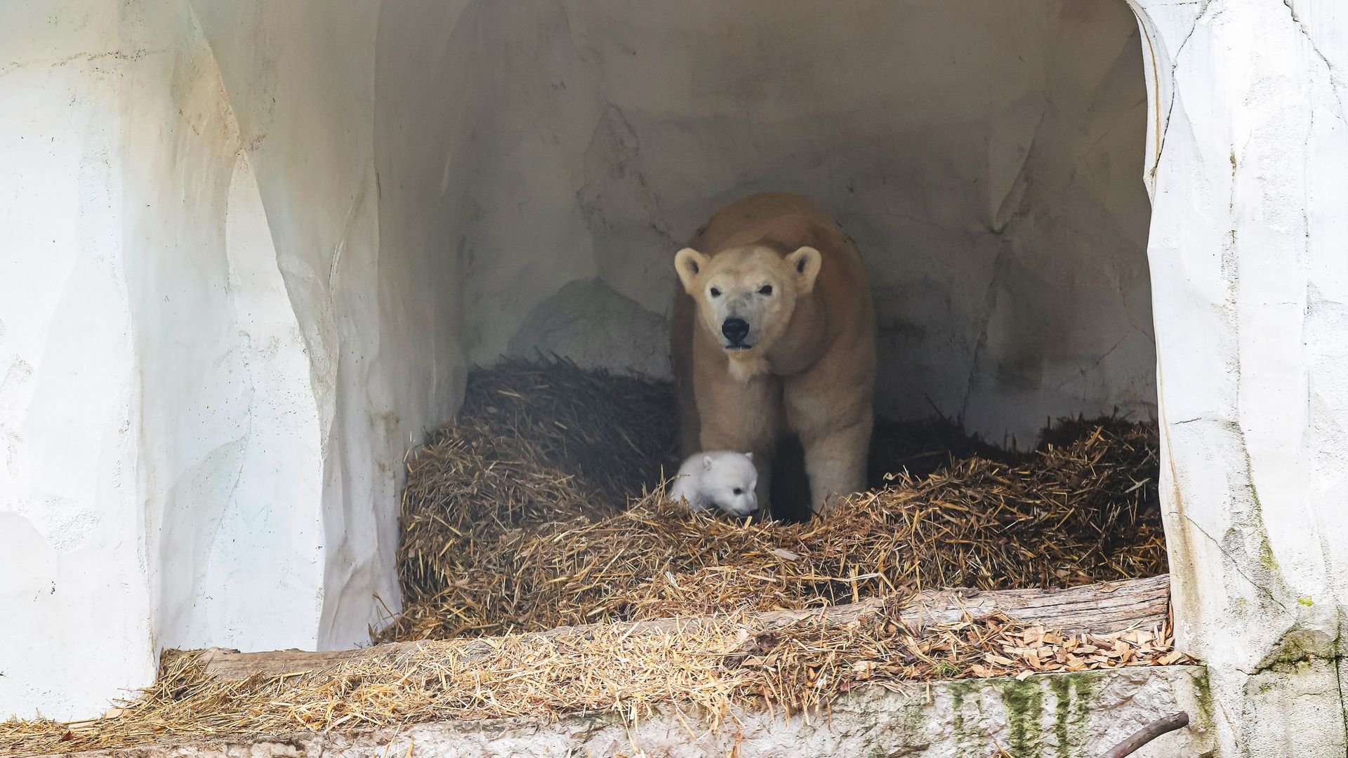🦁 카를스루에 동물원(촐로기셔 슈타트가르텐)